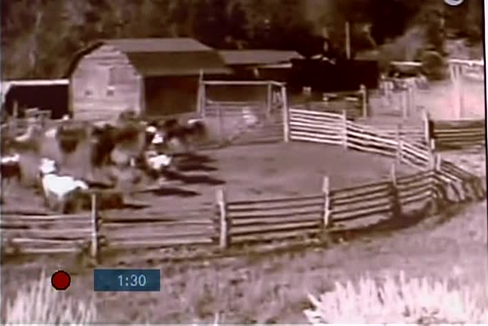 Derby Street Variety Rex Trailer